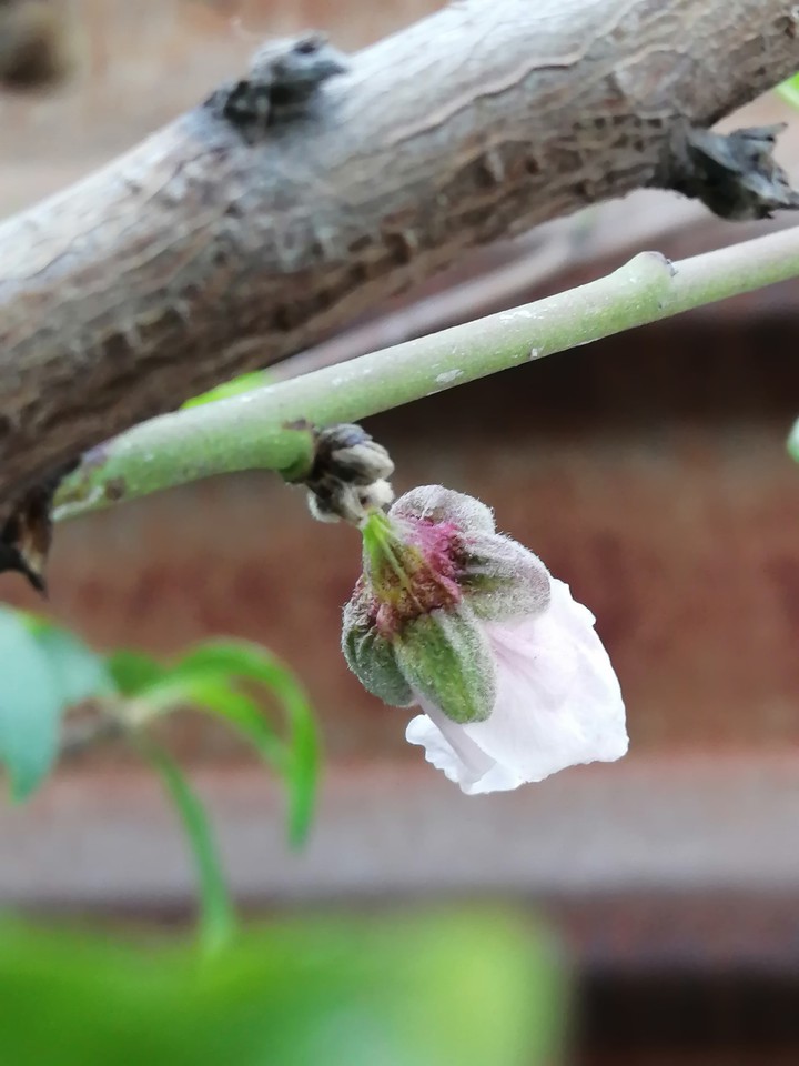 Blooming Spring