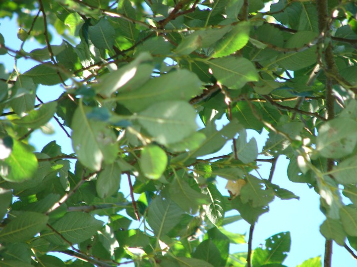 leaves