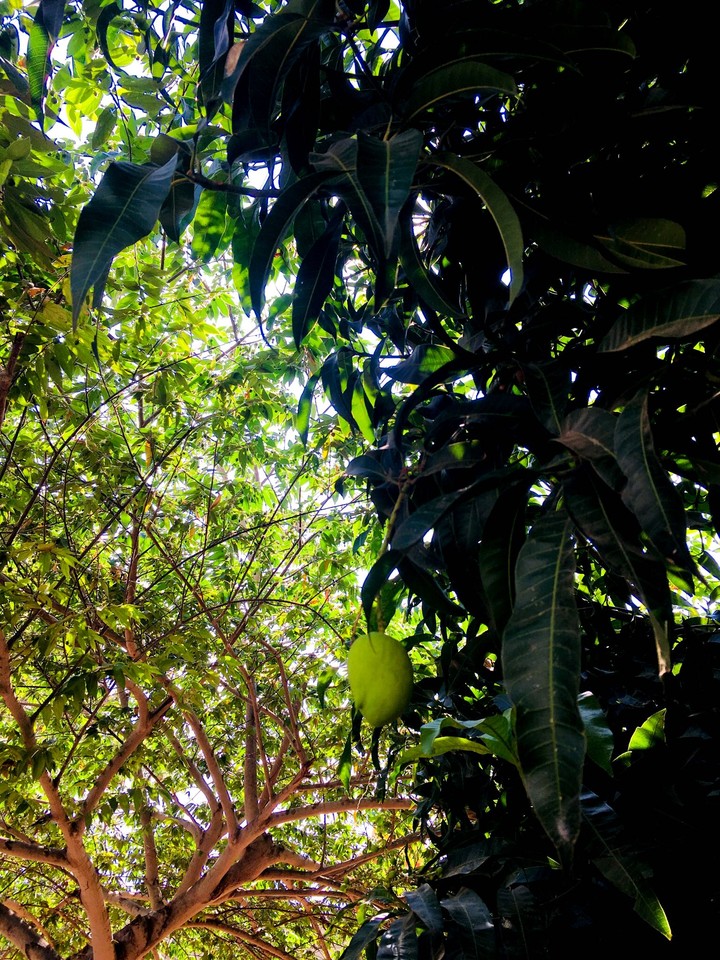 Mango Tree