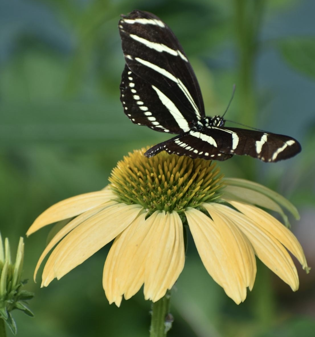тапети pollinator, Yellow