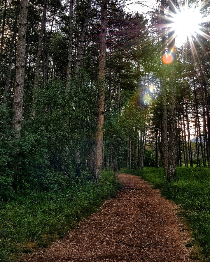 forest