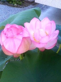 古代蓮