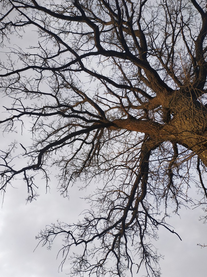 OAK