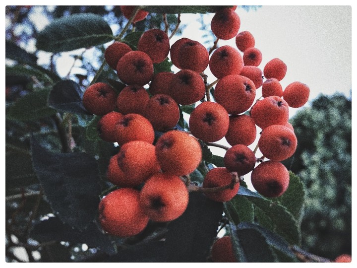 ashberry