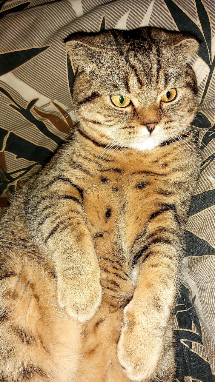 #scotish_cat