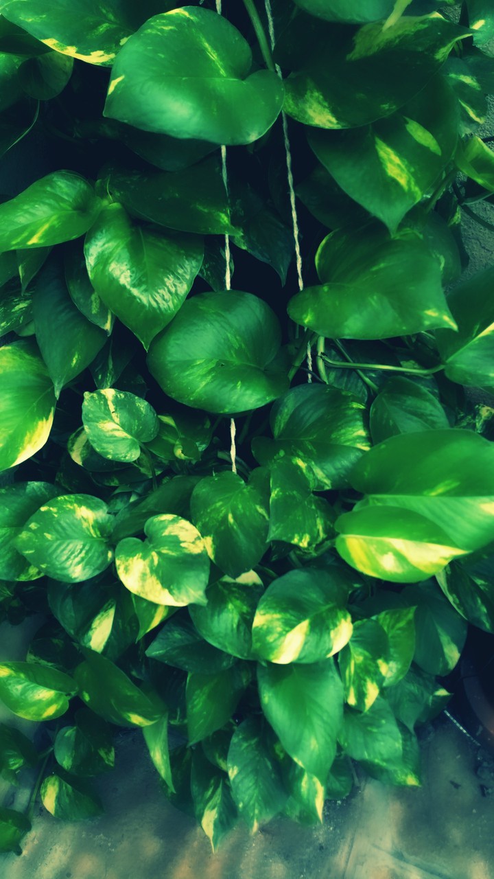 Money Plant