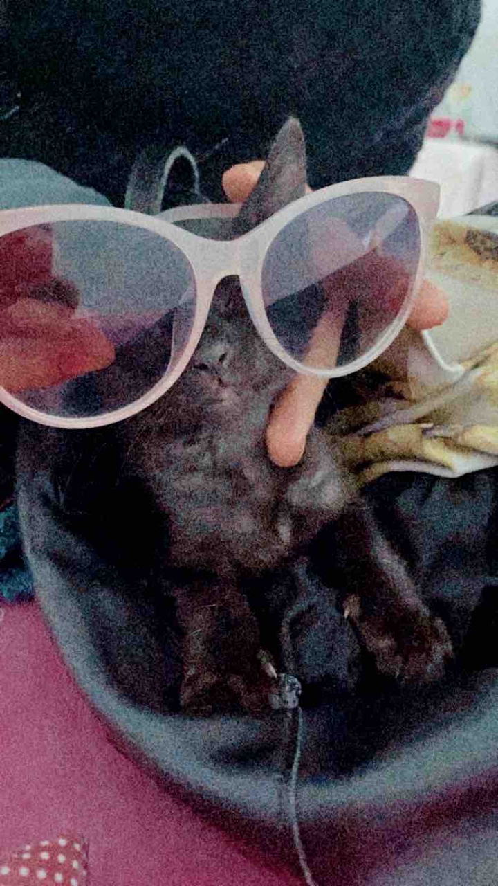 gatinho