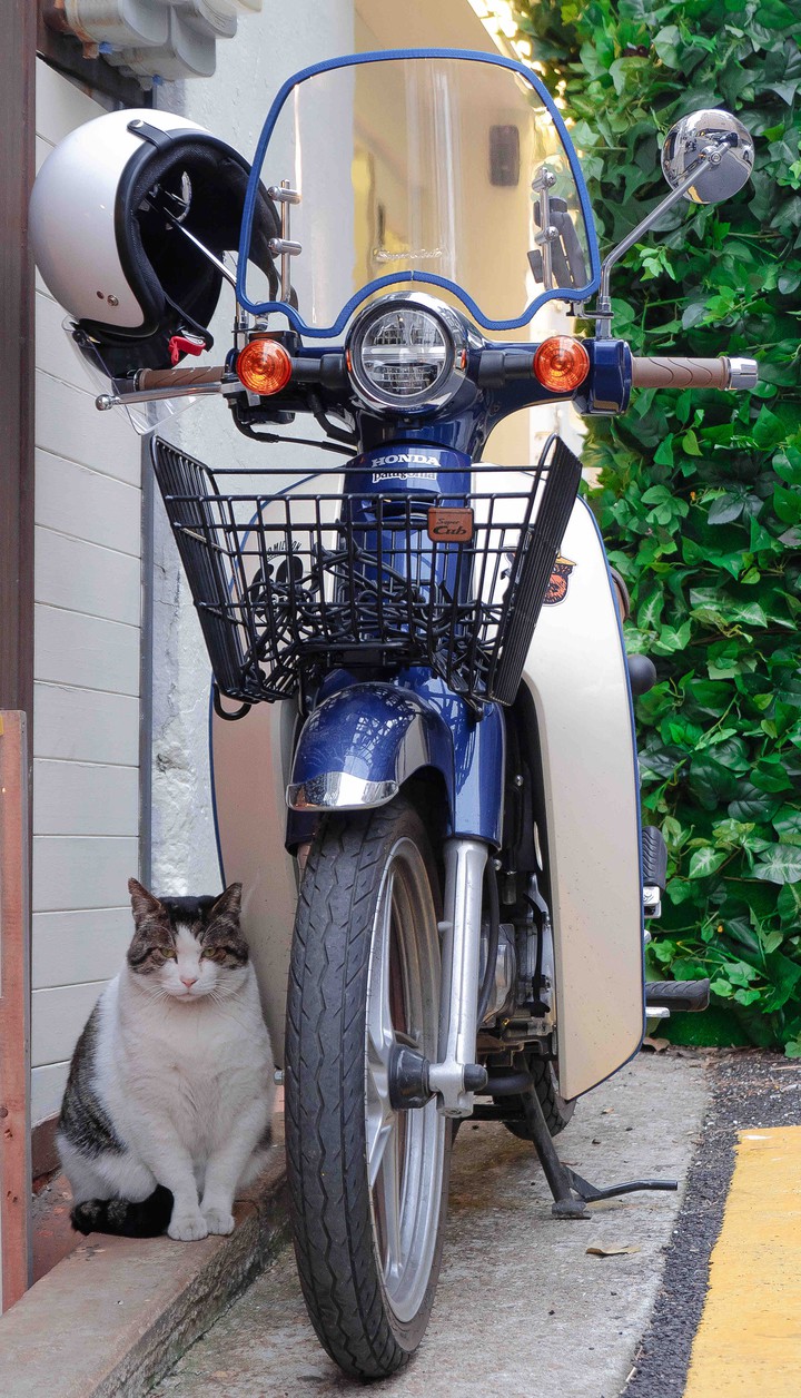 cat