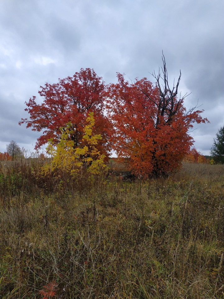 autumn