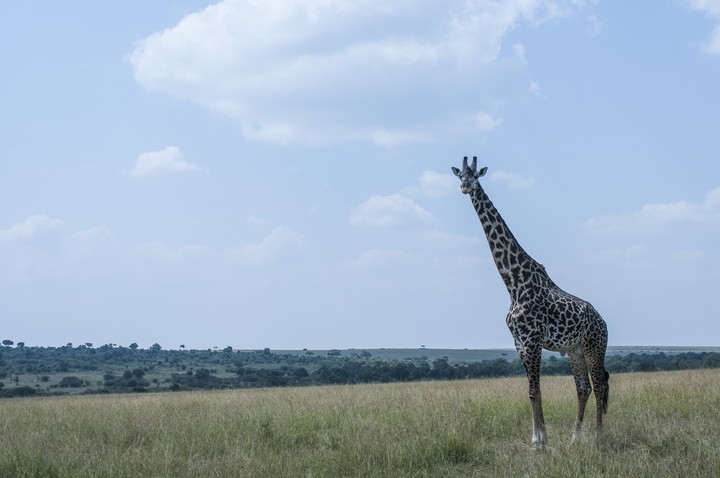 Animal