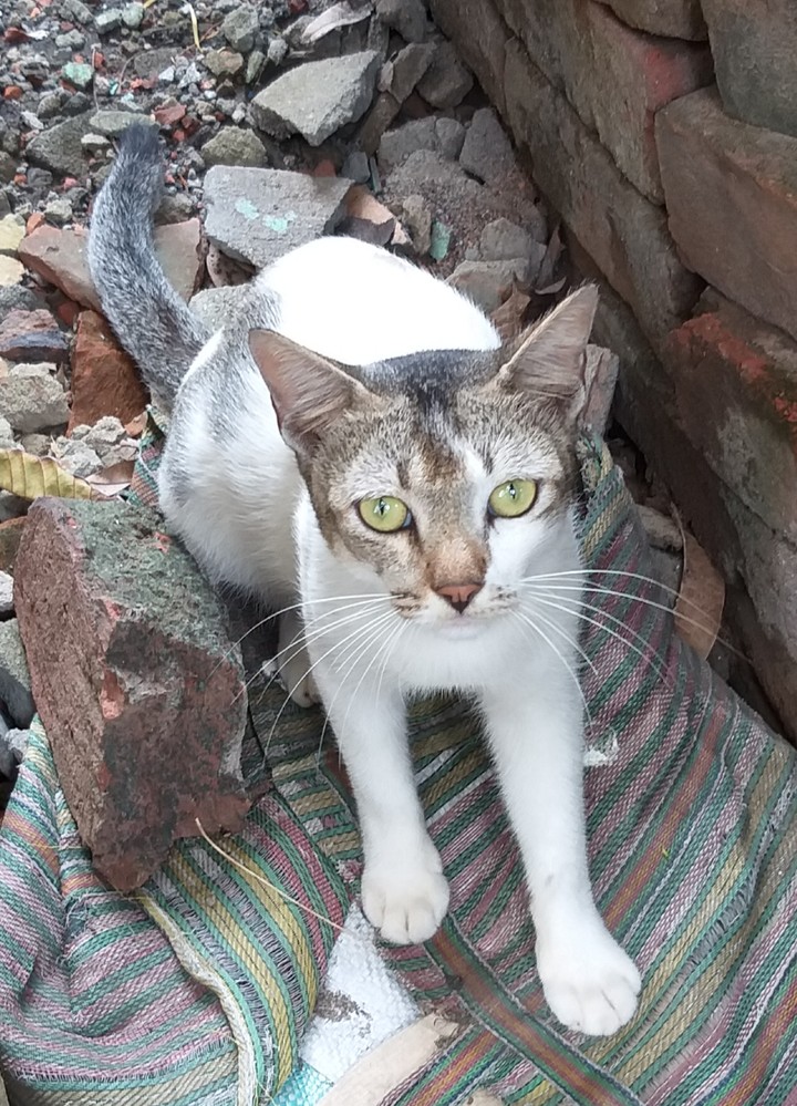 cat