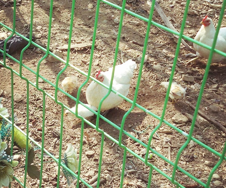 엄마 닭과 병아리