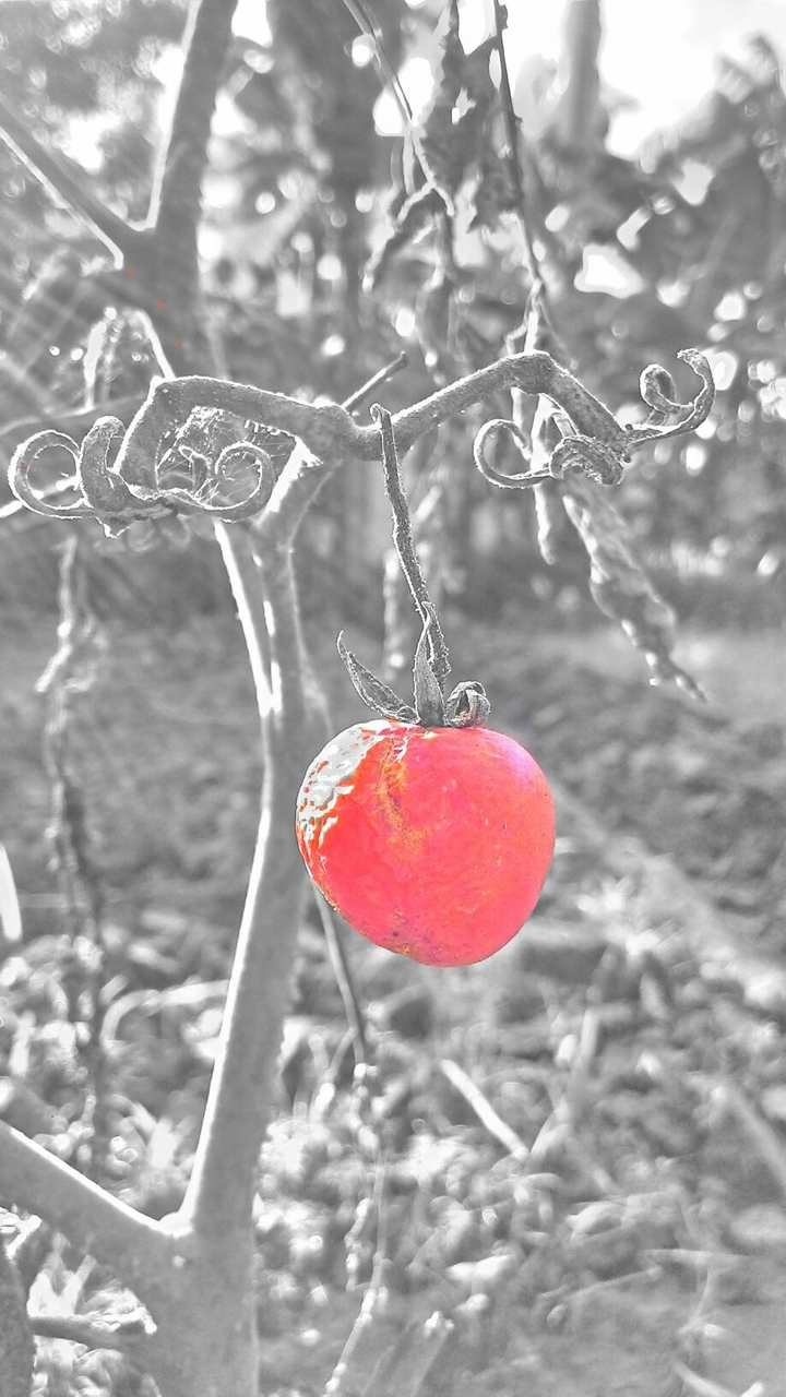 tomato