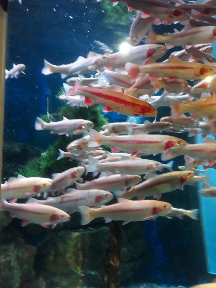rainbow fish