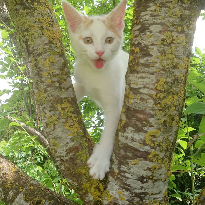 cat