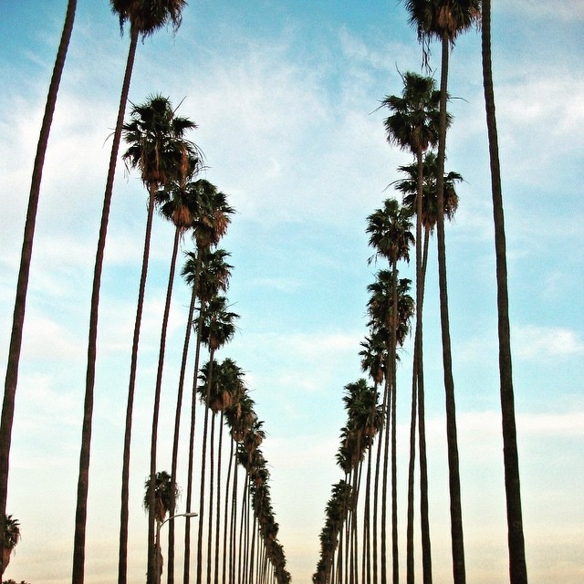Los Angeles' Palmtrees