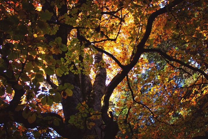 colorful tree