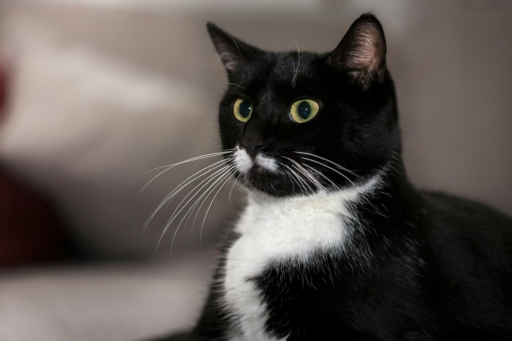 Kat