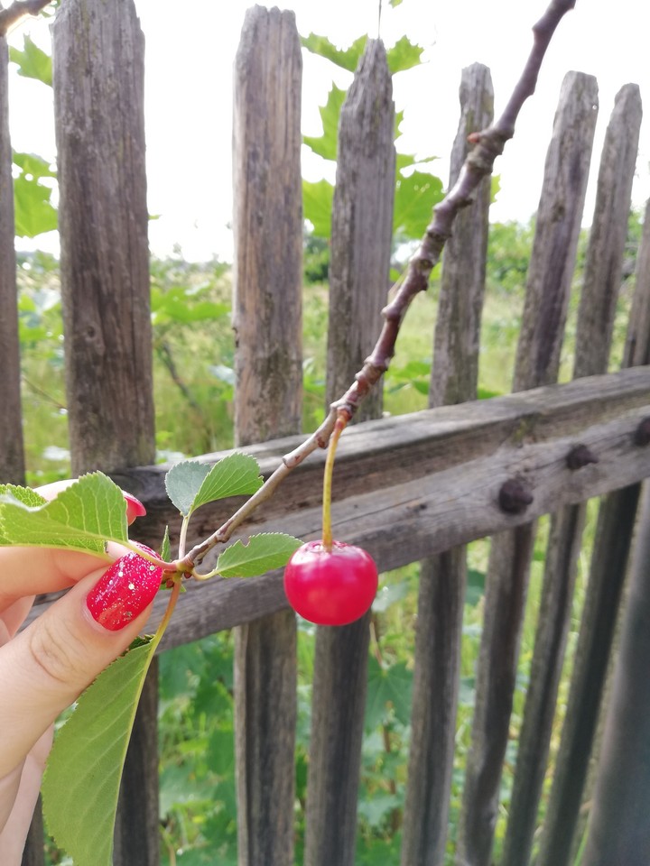 Cherry 