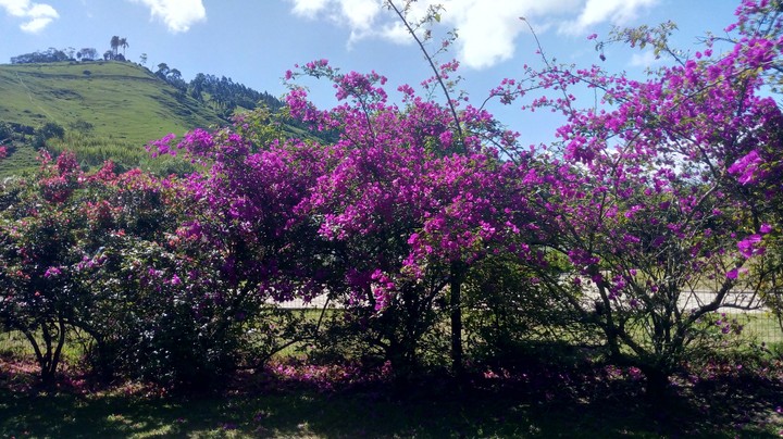 muito lindo a primavera