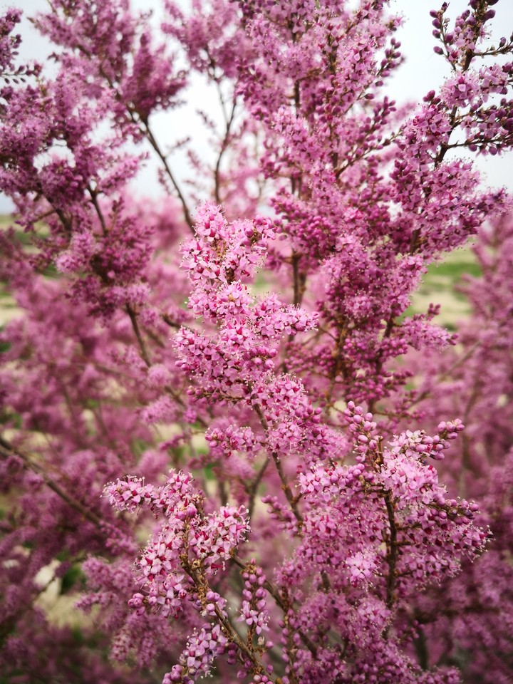 spring flower