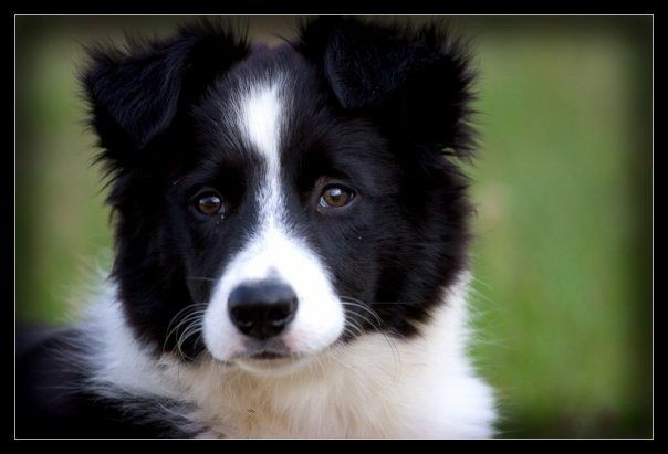 The Border Collie Because There Is No Better Dog