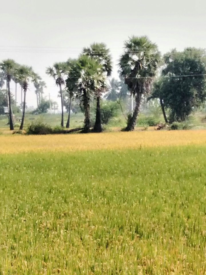 paddy crop 