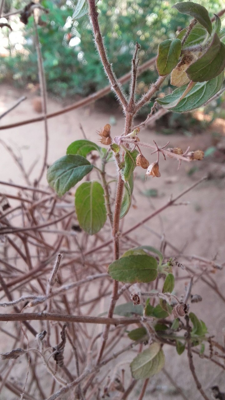 Plants