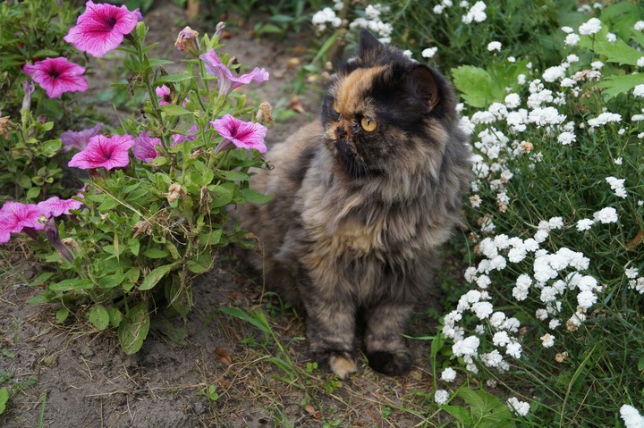 Cat with gold eyes - Lusia ❤