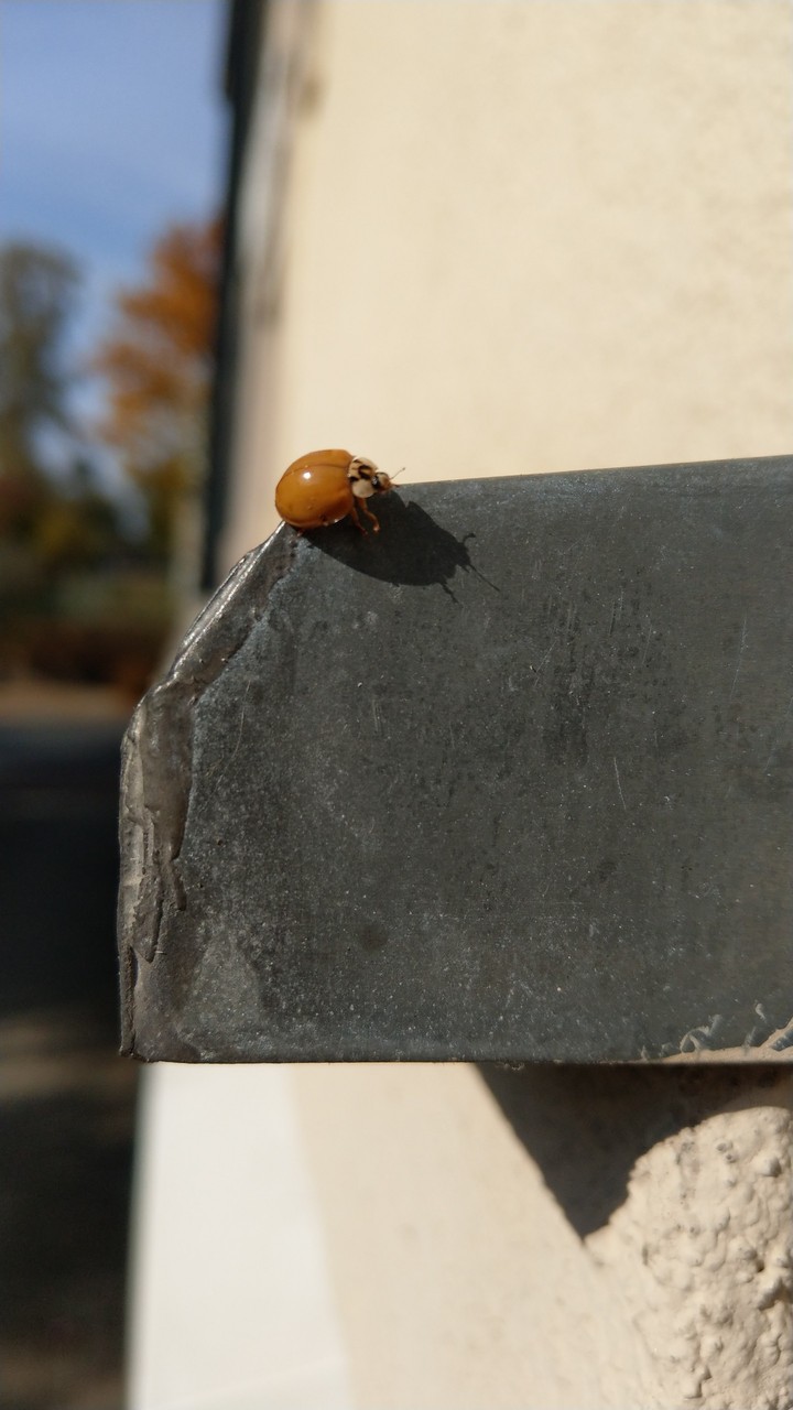 Käfer