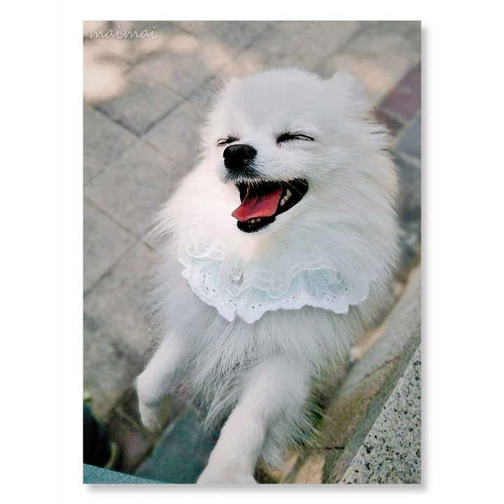 ❤⚘(∀｀ฅ*)