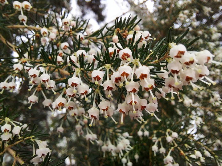 small flowers