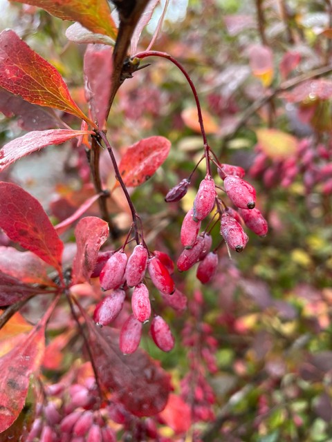 Mahonia