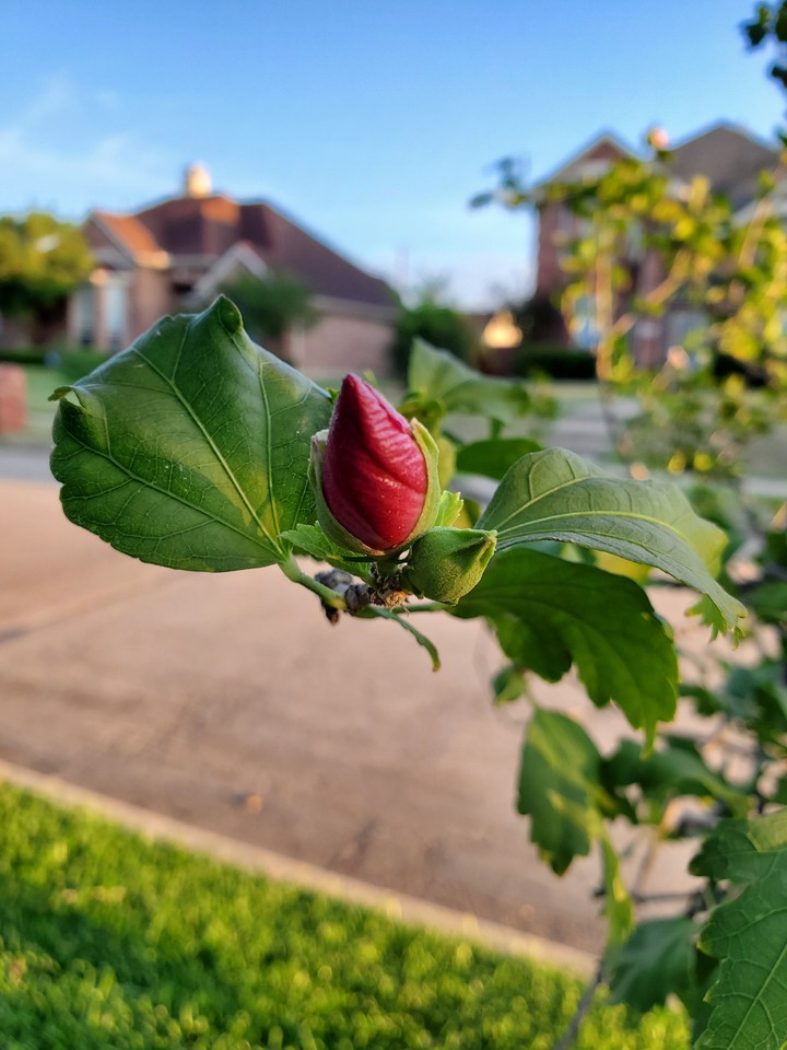 flower