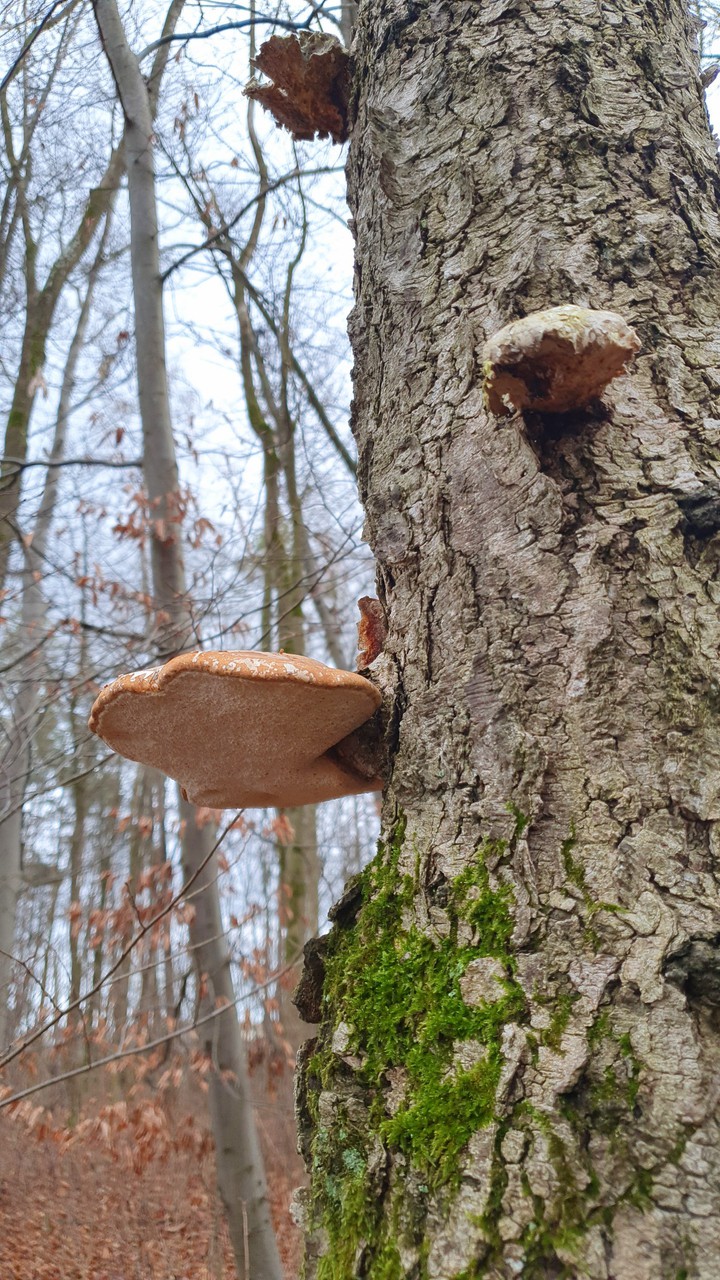 Natur