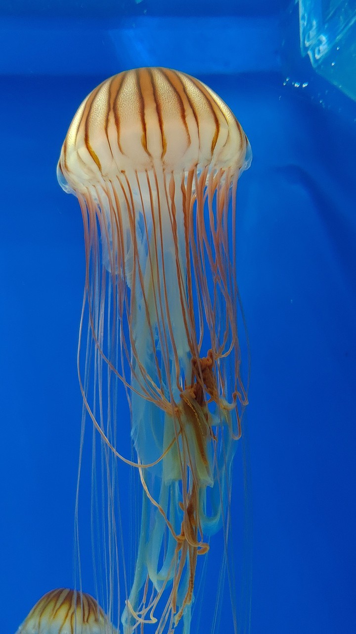 水母