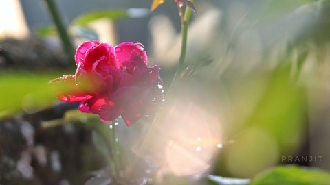 Morning beauty