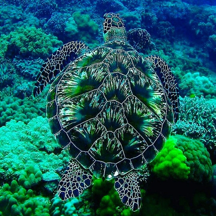 marine life