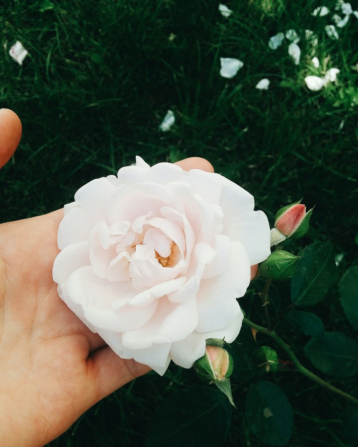 rose