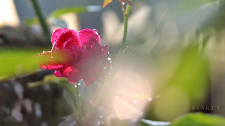 Morning beauty