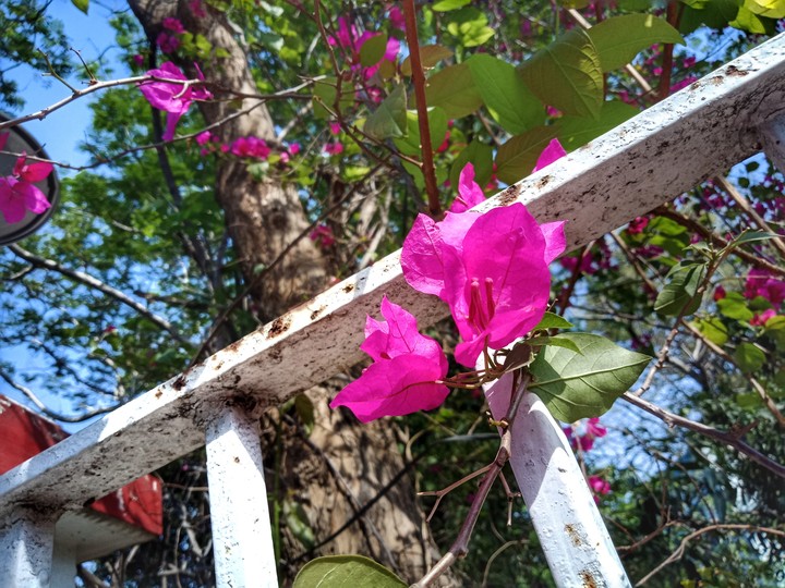 flower