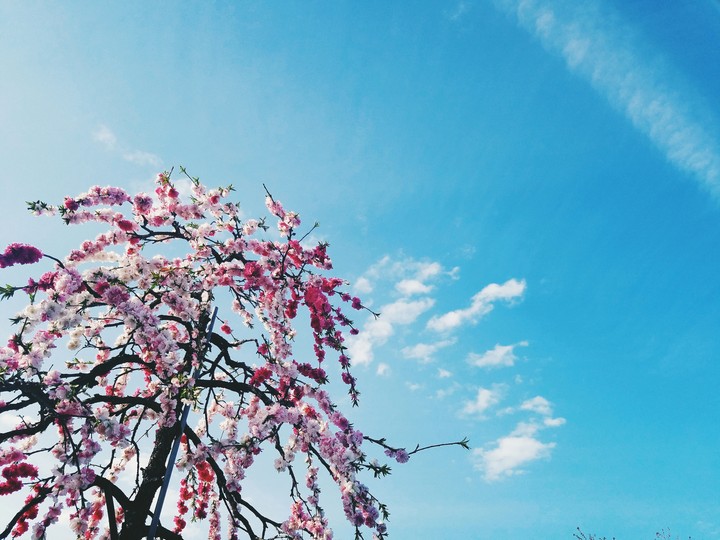 pink flowers