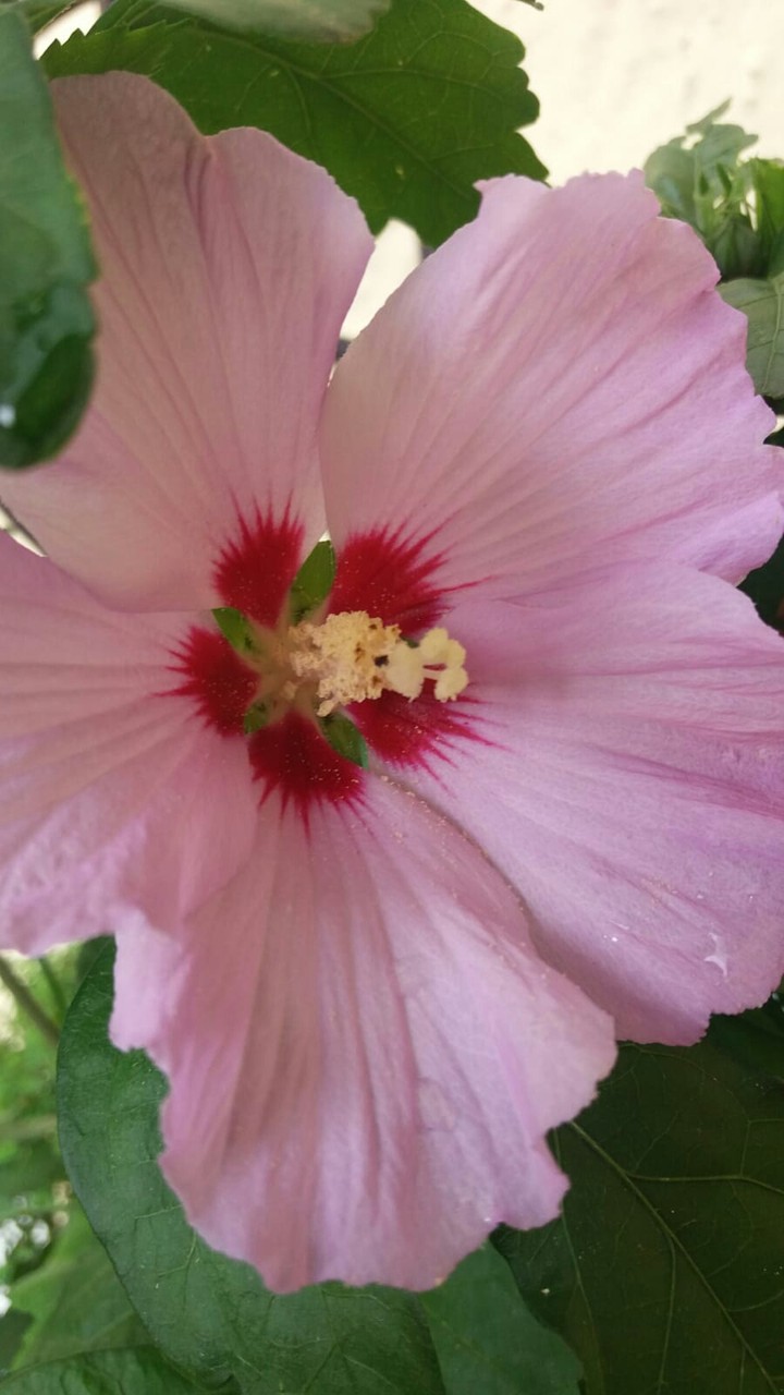 Blume mit zwei Farben