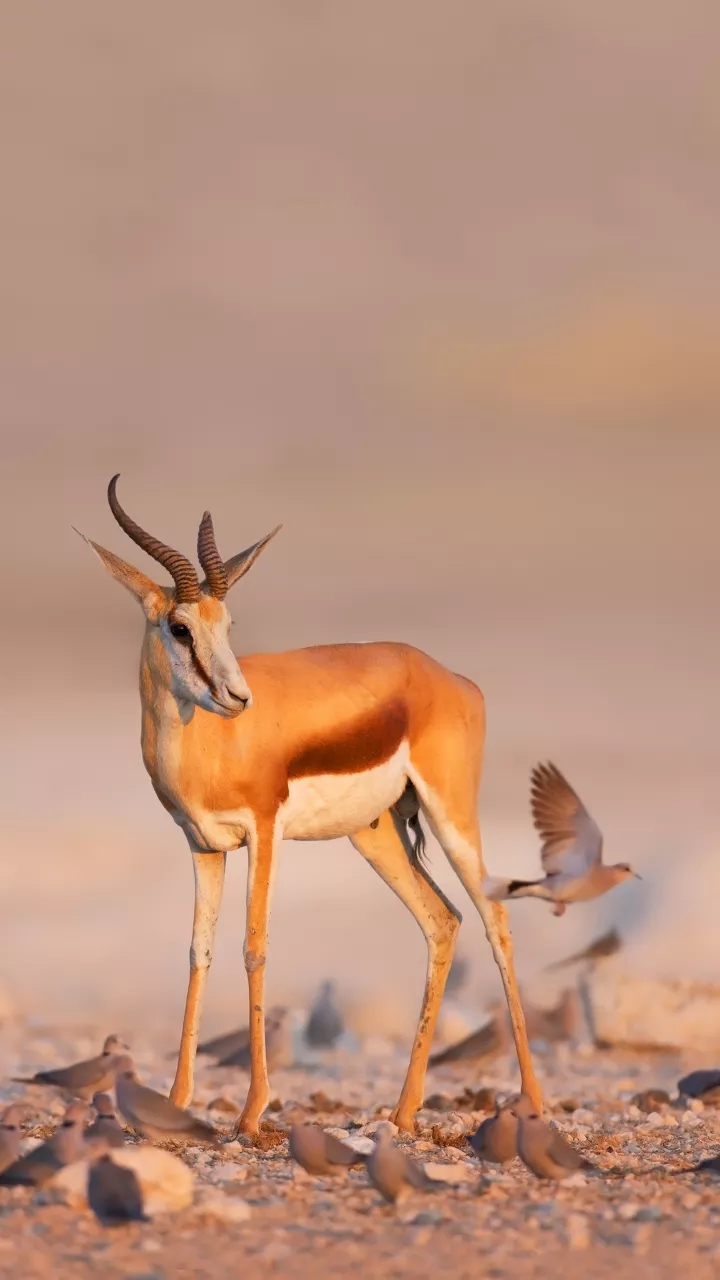 Deer