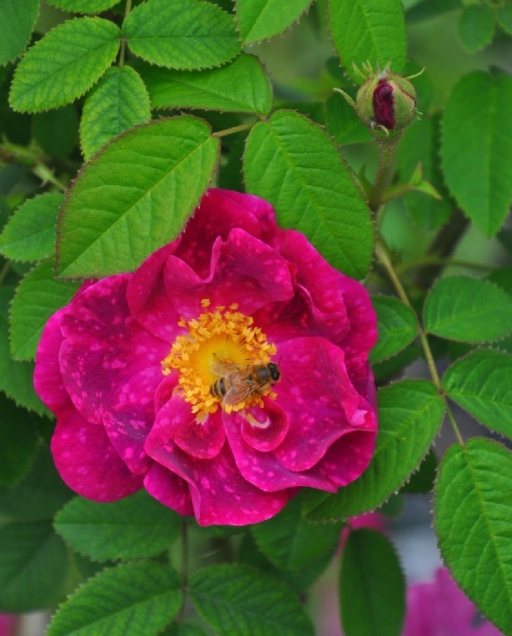Rose