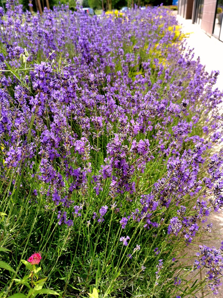 #summer #lavand #flowers