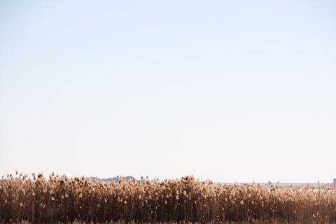 Reeds