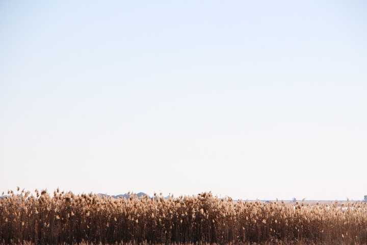 Reeds