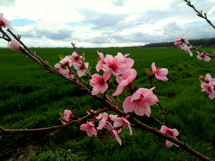 pink flower