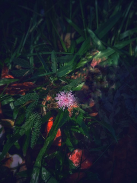 #flower